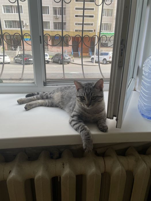 Отдам кота в хорошие руки