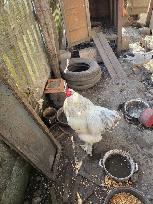 Cocoș Brahma și Kabir și găini