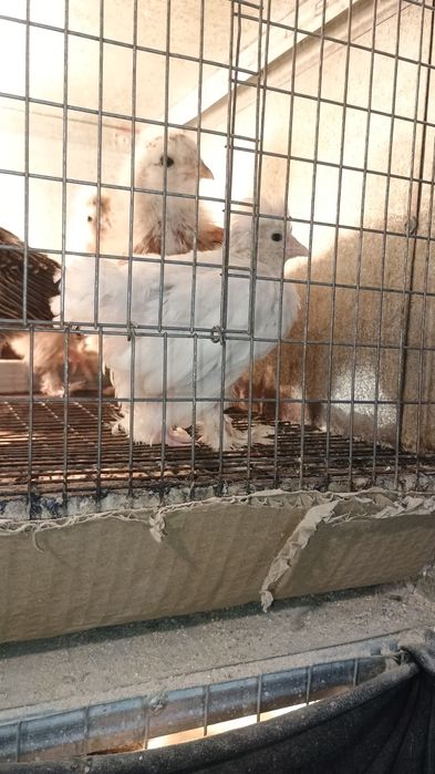 Пилета на различна възраст