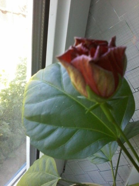 Продам комнатные цветы