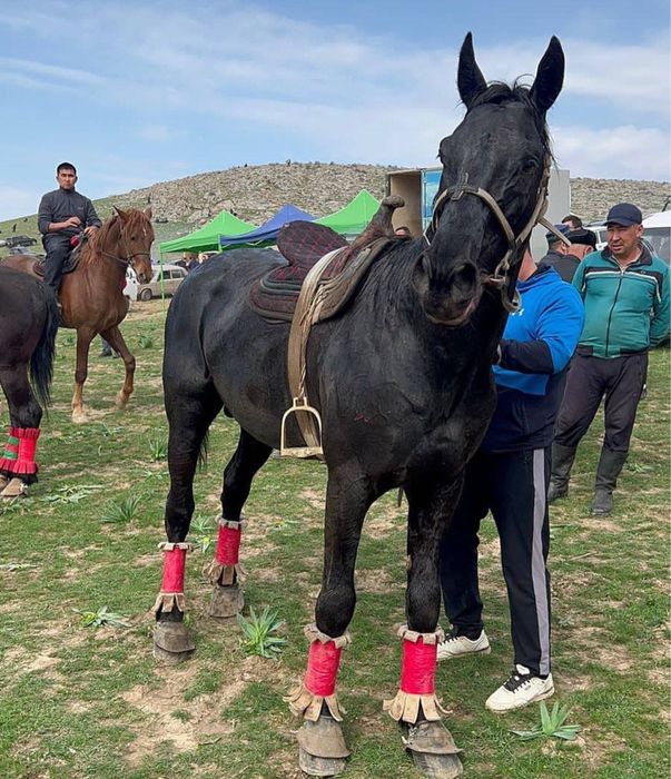 Кора байир от сотилади. Казахистандиги Чёрный бриллиантни бел боласи