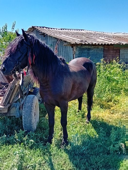 Cal de vânzare..