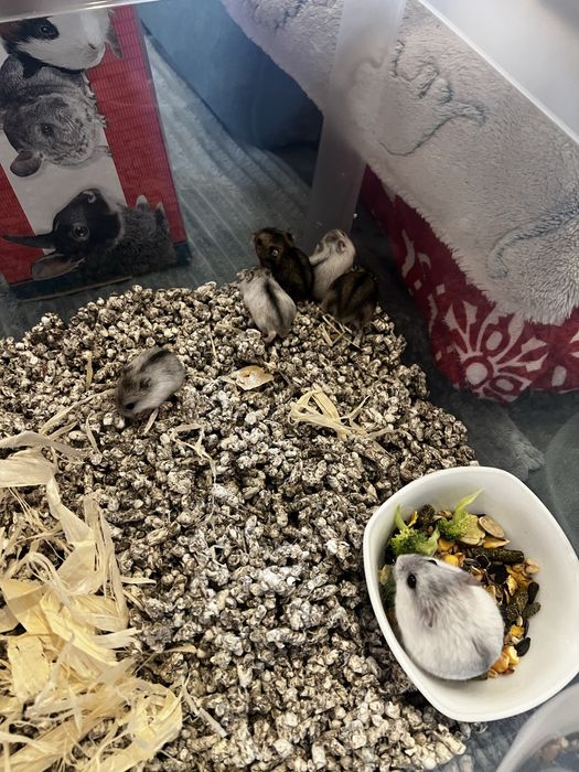 Hamster pitic de vanzare