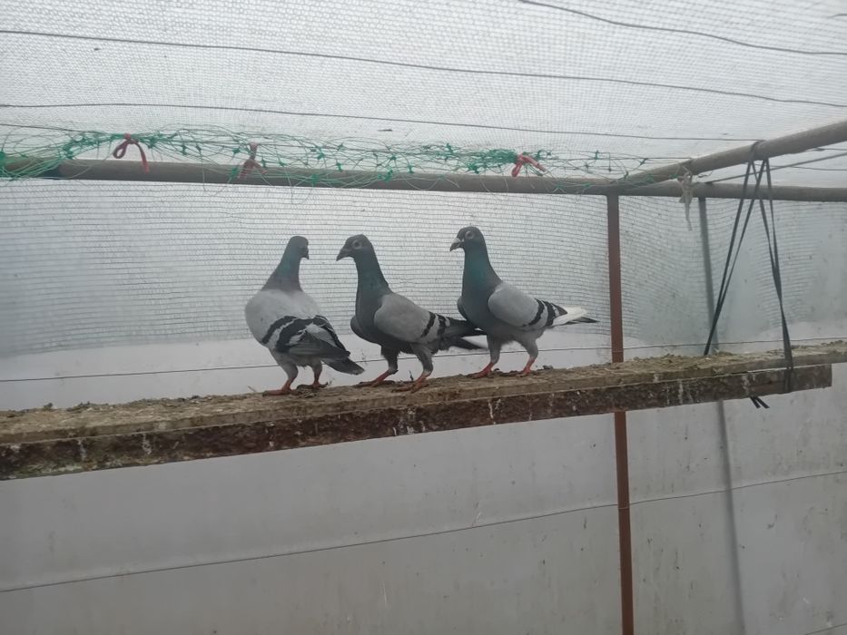 Пощенски гълъби на символични цени