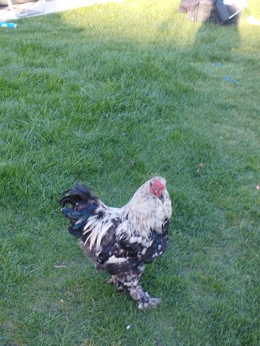 Cocoși tineri din luna mai