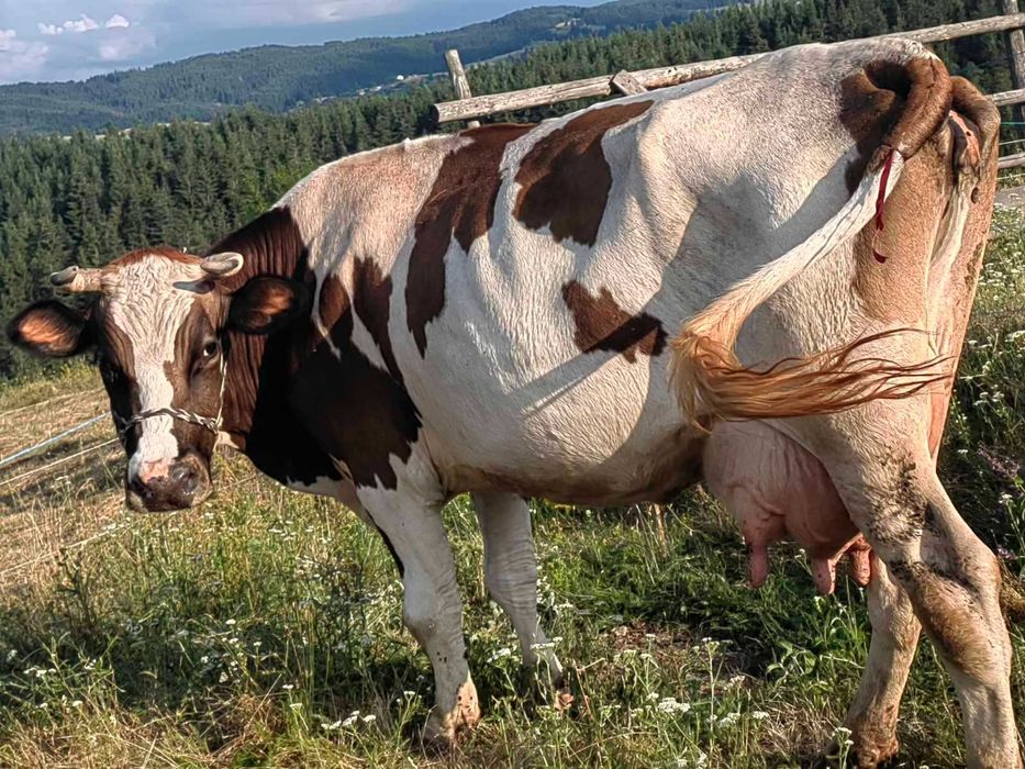 Крави бозайници и отбити телета