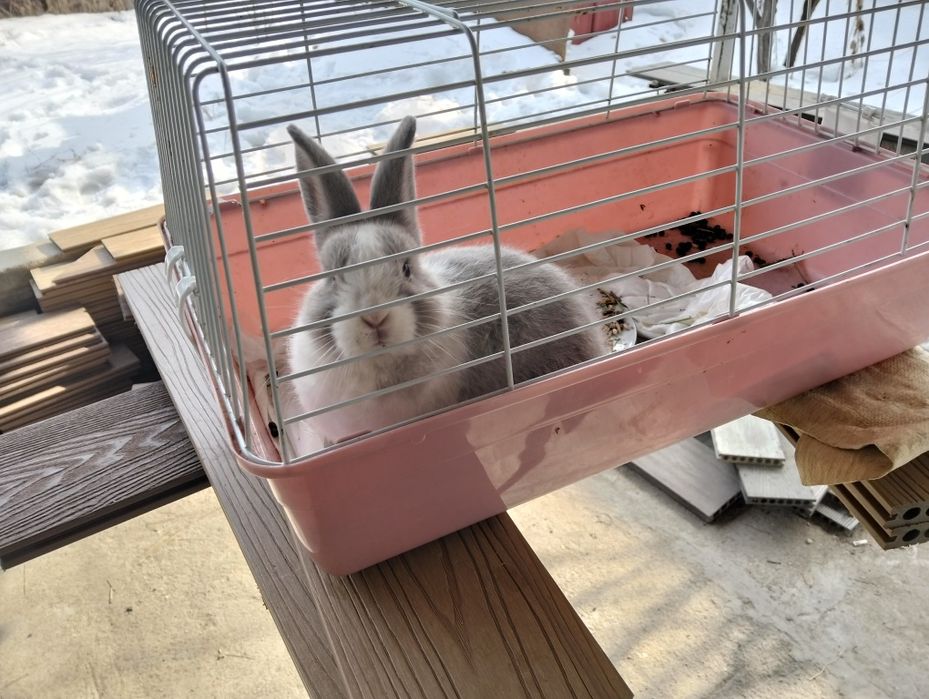 Кролик домашний 10000 тыс