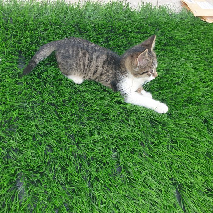 Котенок 3мес. Отдам