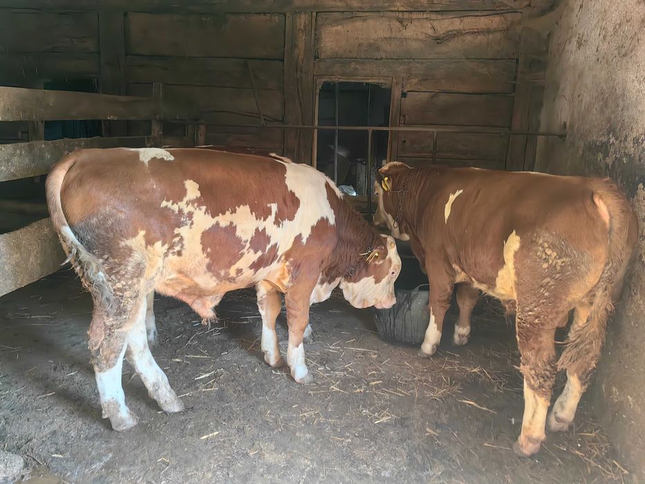 Vând 3 vitei vitei intre greutate 200kg la 250kg