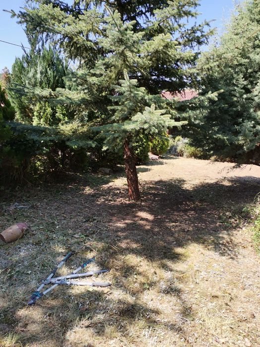 Косене. Рязане на храсти и опасни дървета. Разчистване на терени.