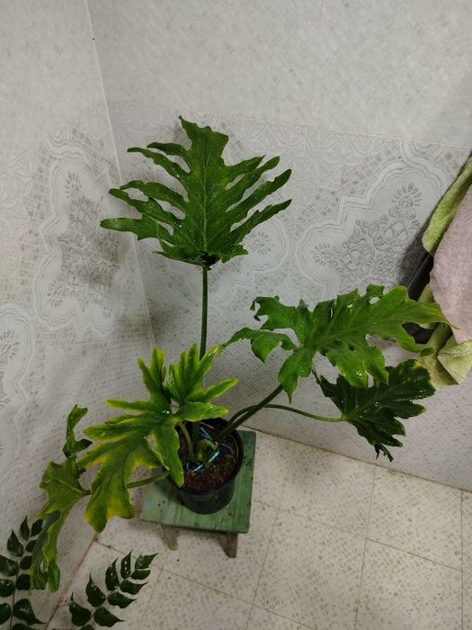 Хонаки гуллар, Комнатные цветы, Ташкент