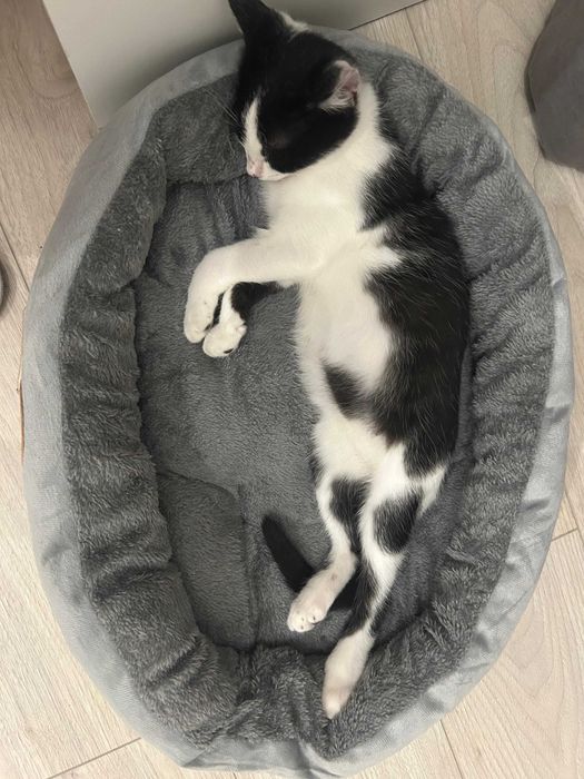 котик ищет дом в Уральске