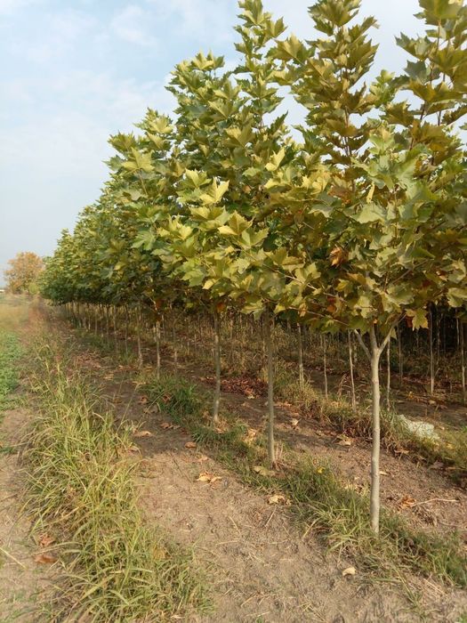 Mestecan /Tei /Platan/Stejar/Frasin/Salcam