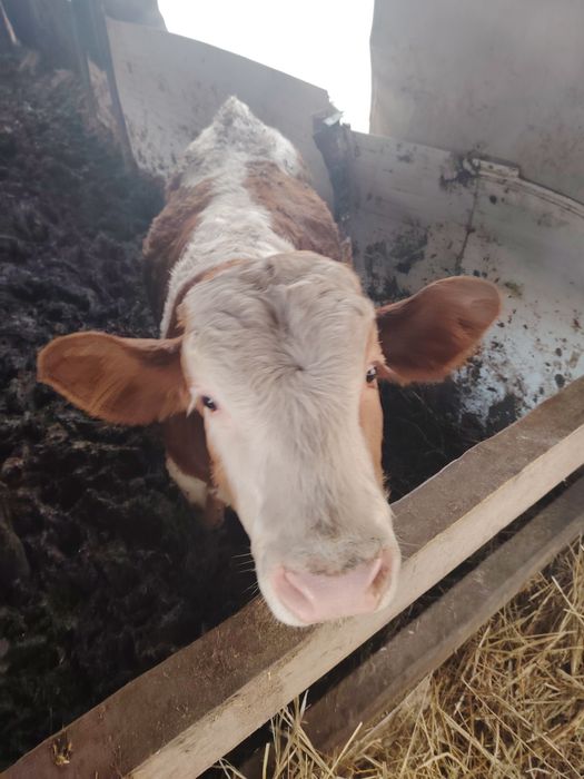 Viței cu media de 250kg