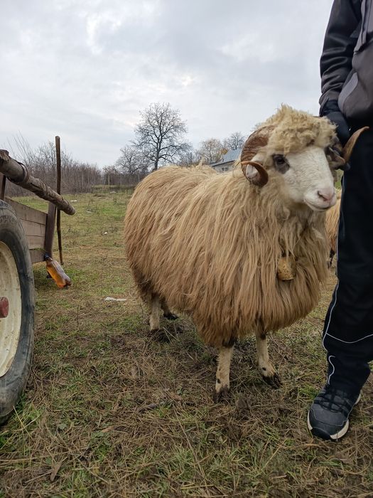 Vând 7 berbecuți cârlani