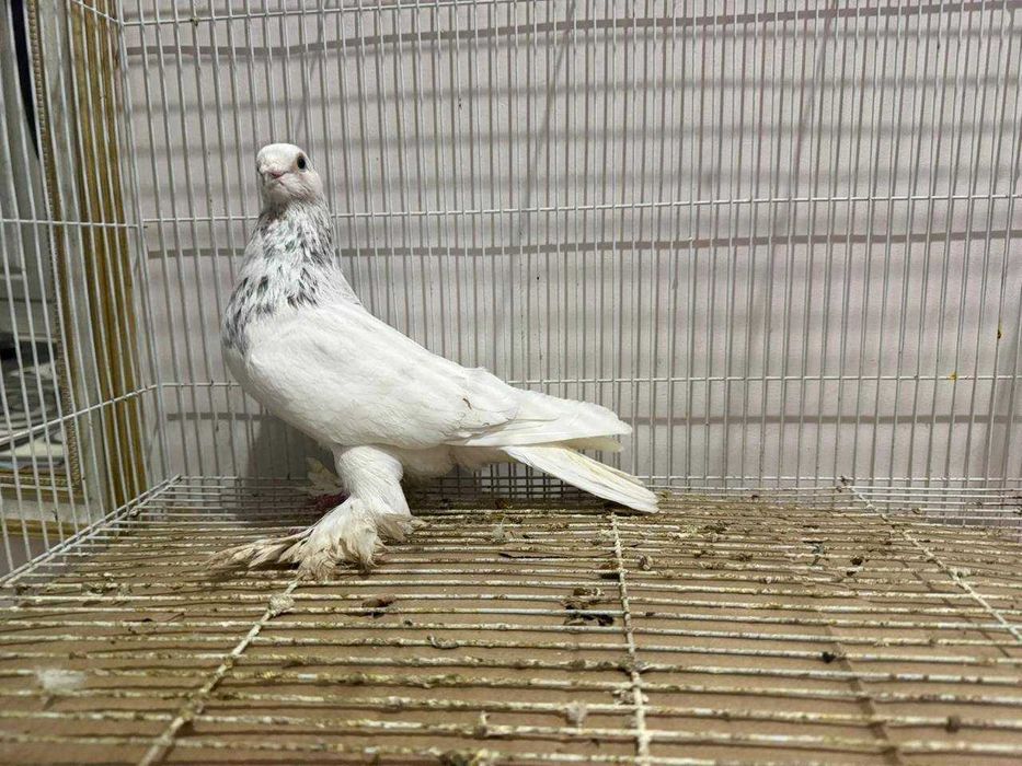 Голуби бойные разных мастей