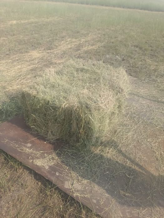 Продам сено тюк степной