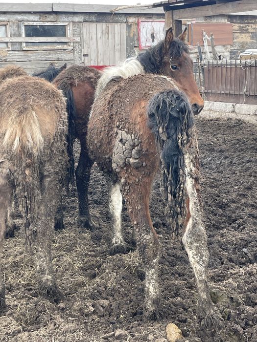 Продам кобылку молодую