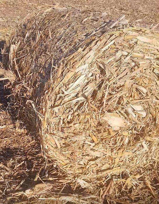 Продам кукурузу в рулонах