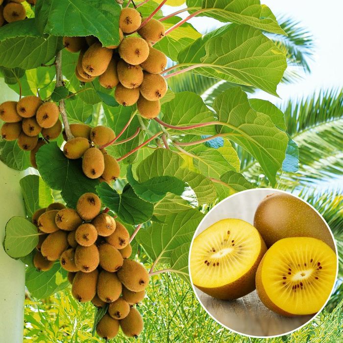 Pomi Fructiferi exotici  soiuri  de kiwi