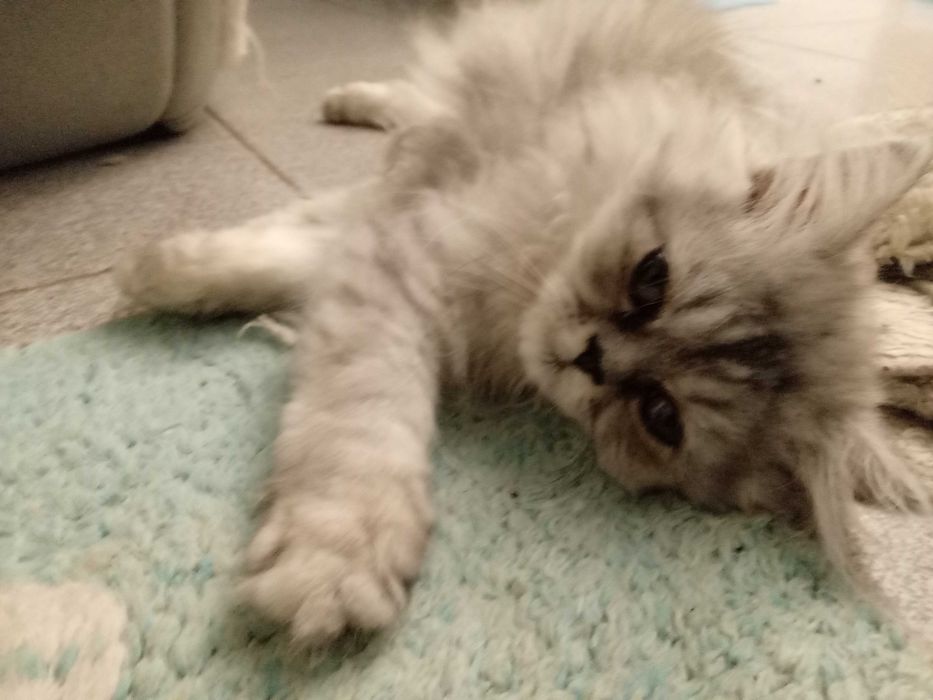 Персийски котенца