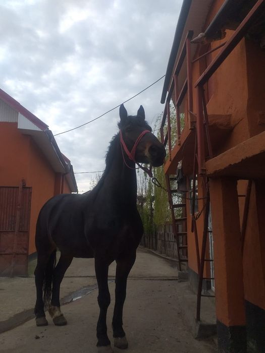 Vând iapa metis de frizian