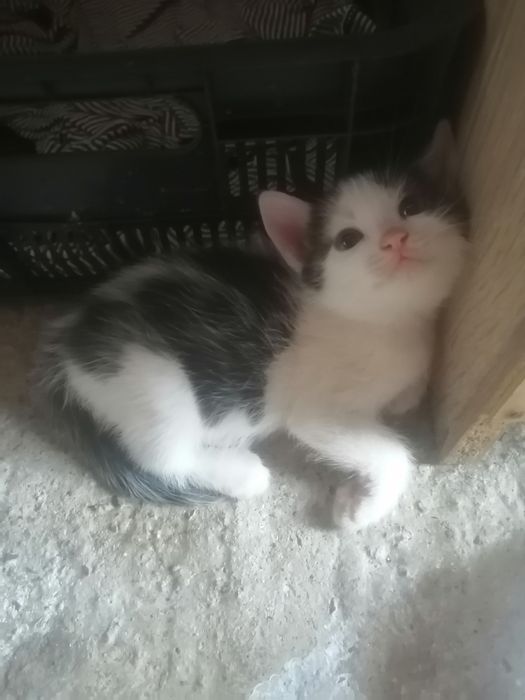 Donez pui de pisică