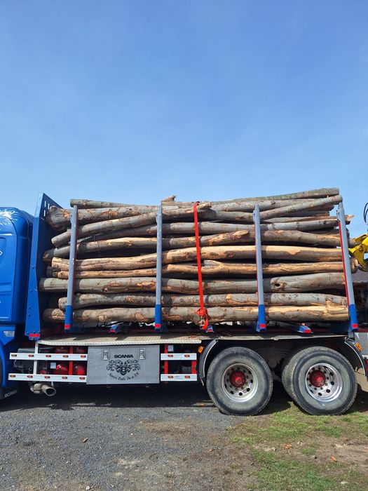 SC PAULA SILVA SRL vinde lemn de foc diverse specii
