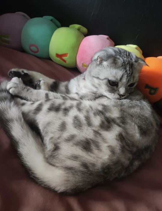 Передержка как дома