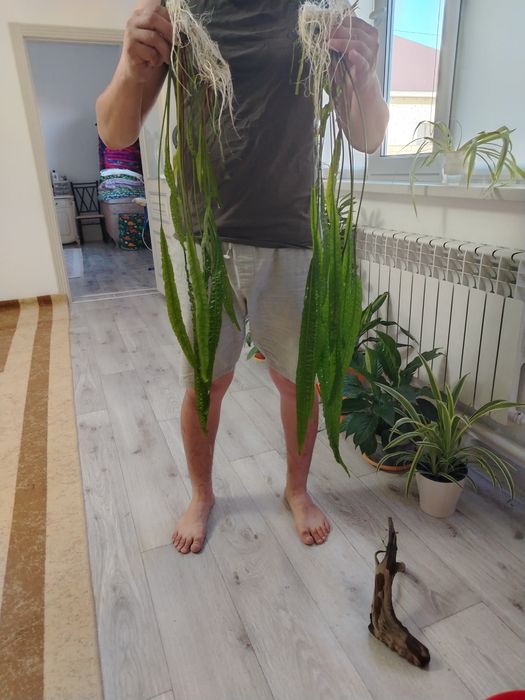 Аквариумные рыбки