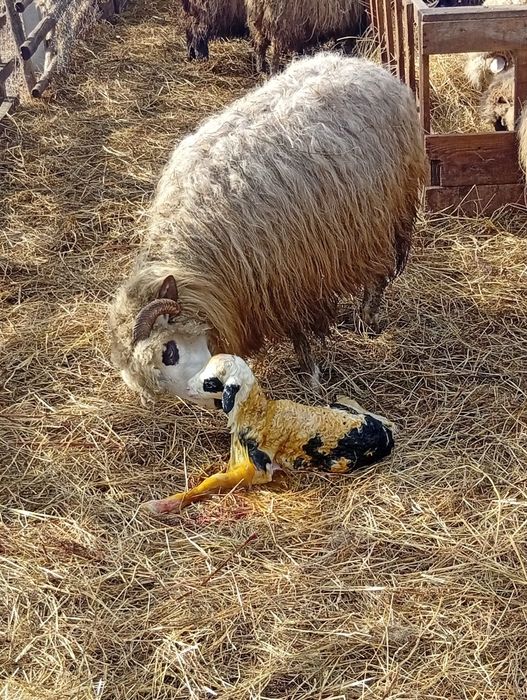 Vând oi țurcane cu miei,Bistrița.