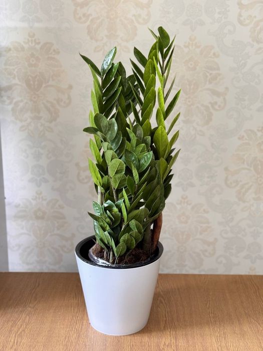 Замиокулькас долларовое дерево