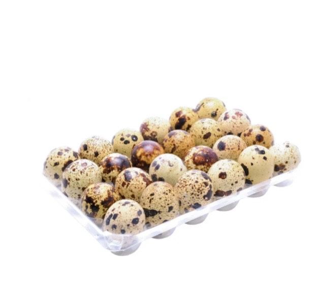 Oua prepelita pentru incubat