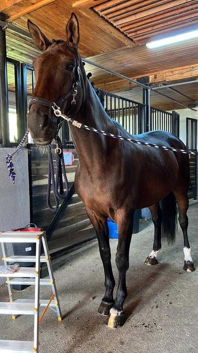 Cal de sport (iapa) 13 ani  echitatie