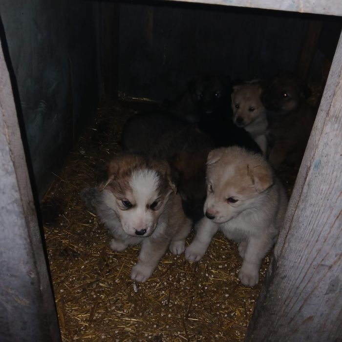Отдам щенков бесплатно
