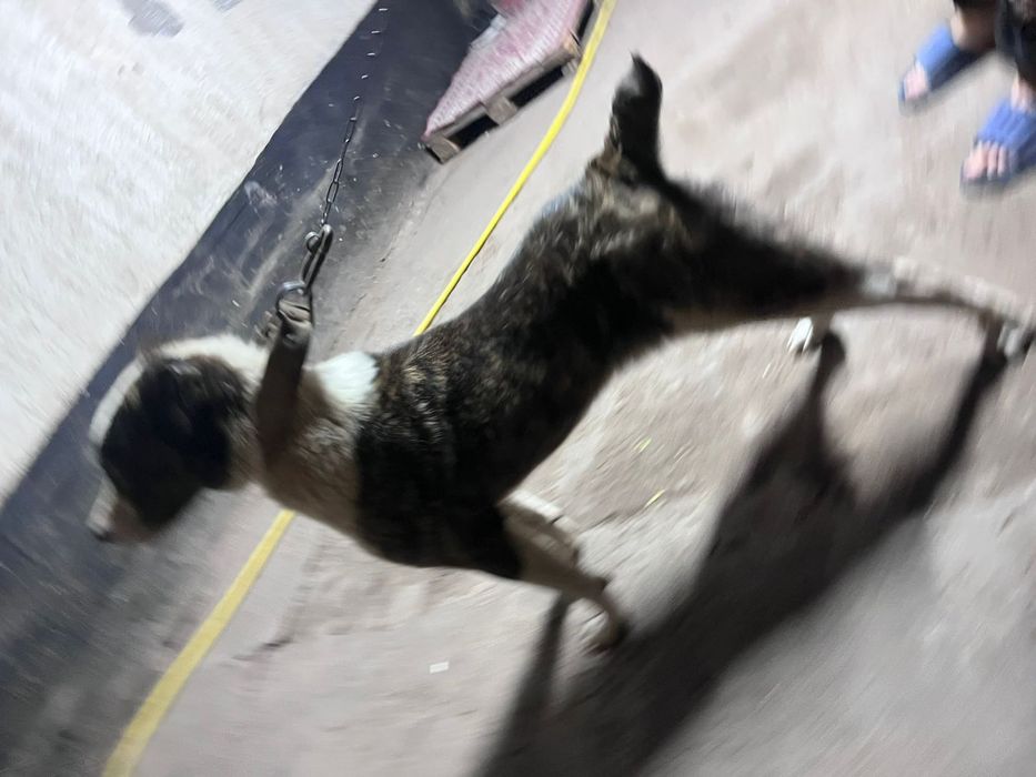 Алабай чистый харошая