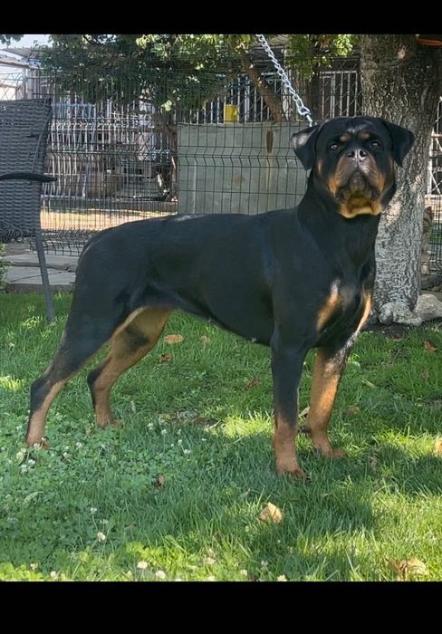 Чистокръвно Ротвайлерче