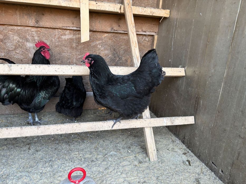 Vând ouă de găini australorp disponibile pentru incubat!
