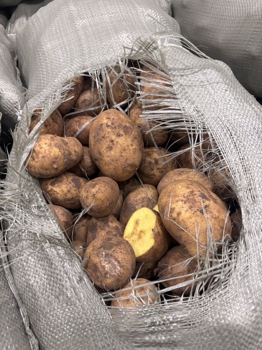 Продам картофель в больших обьемах
