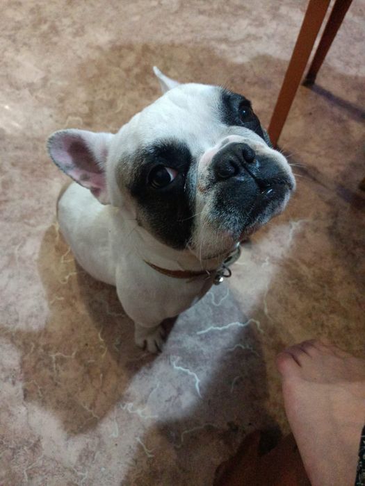 Французский бульдог