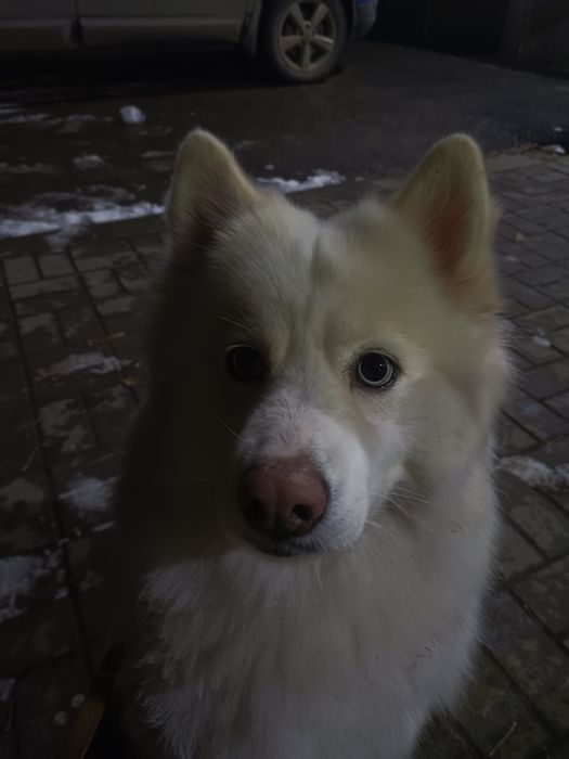 Дрессировка собак