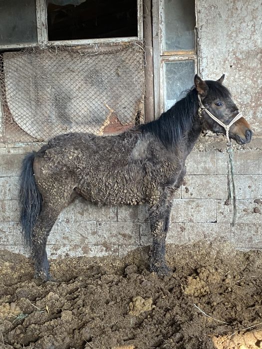 Продам или обменяю