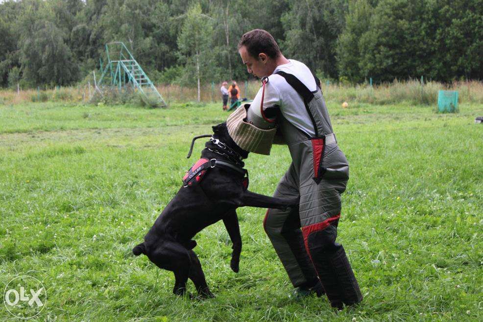 Dresaj Bucuresti (instructor atestat)