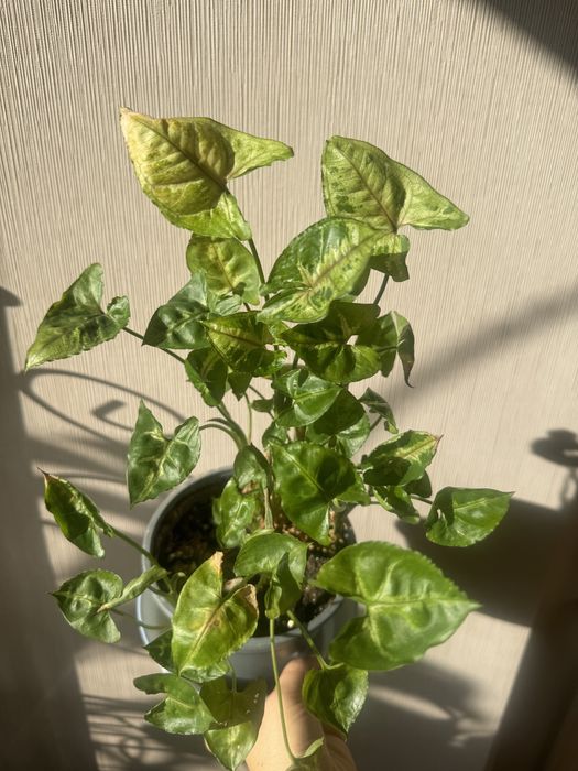 Сингониумы от 500 тенге