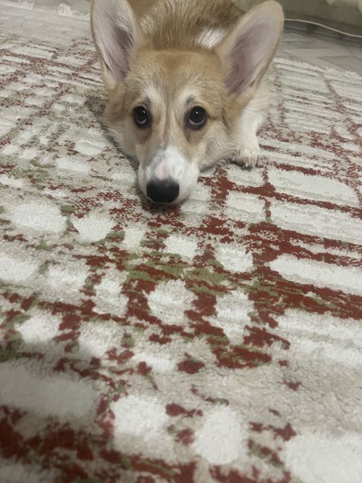 Продам Вельш королевский корги