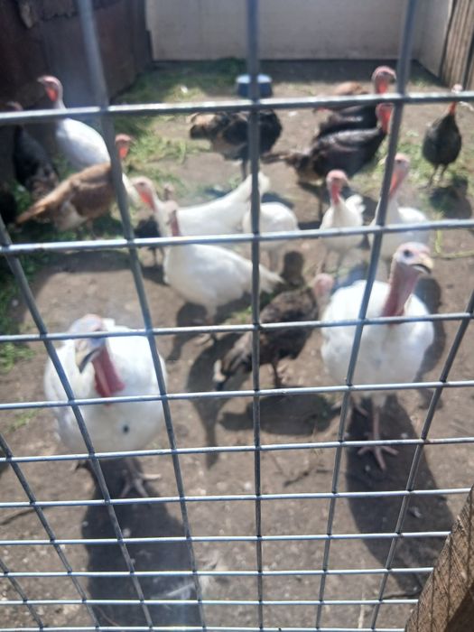 Продам индюшат 2 - 3 мес