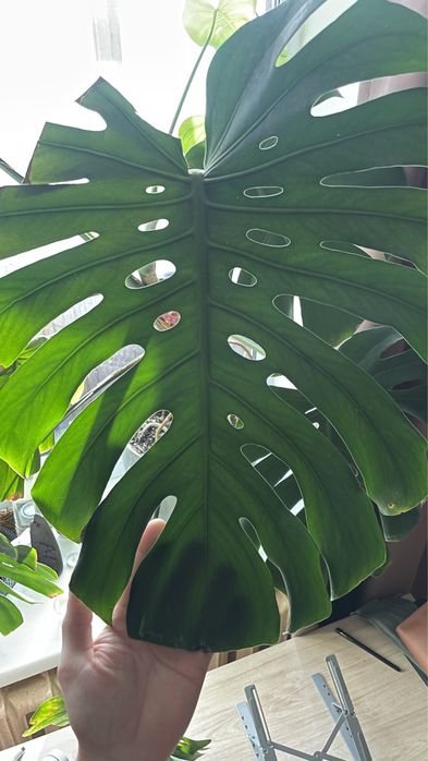 Монстера 1,6м в высоту