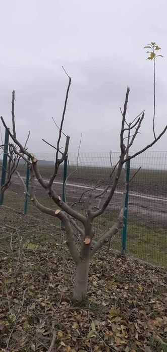 Tundem pomi fructiferi și vita de vie