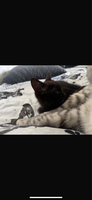 кошка три месяца