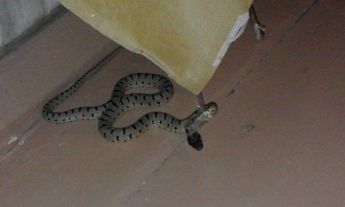 Уничтожение змей от скарпион